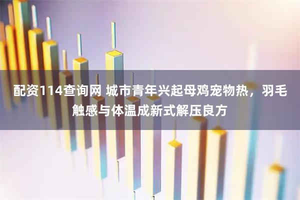 配资114查询网 城市青年兴起母鸡宠物热，羽毛触感与体温成新式解压良方